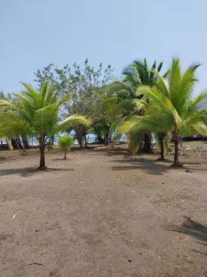 a group of palm trees in a field at Apartamento de playa del Caribe in Moín