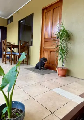 a black dog sitting in front of a door at Apartamento Bella Vista in Quepos