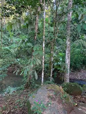 a group of trees and a rock in the woods at Luna Escondida in Sarapiquí