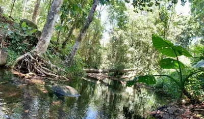 a river in a jungle with trees and water at Luna Escondida in Sarapiquí
