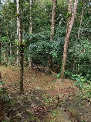 a forest with trees and a path in the woods at Luna Escondida in Sarapiquí