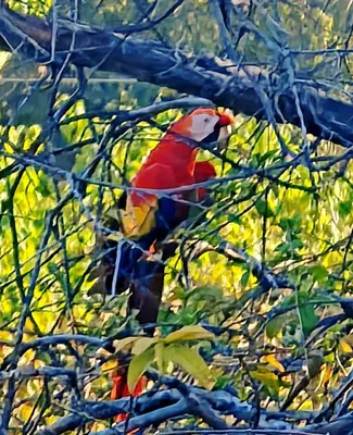 a red bird sitting on a tree branch at Casa Assaya in Nandayure