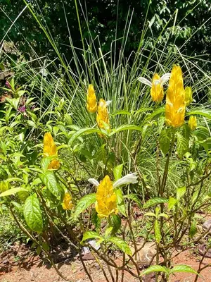 a group of yellow flowers in a garden at Sinfonía Tropical, ocean view, 5 minutes driving to Playa Linda, 15 to Dominical, wifi Starlink in Savegre