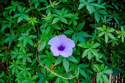 a purple flower on a bush with green leaves at The Backside House - Women Only - in Tamarindo