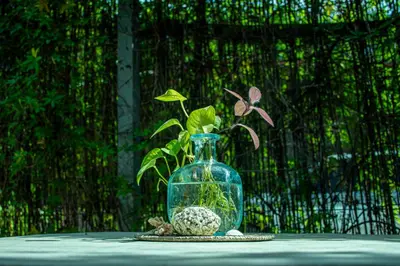 a glass vase with a plant in it on a table at The Backside House - Women Only - in Tamarindo