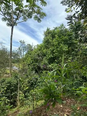 a garden with trees and flowers on the ground at Sloffee house in Guayabal