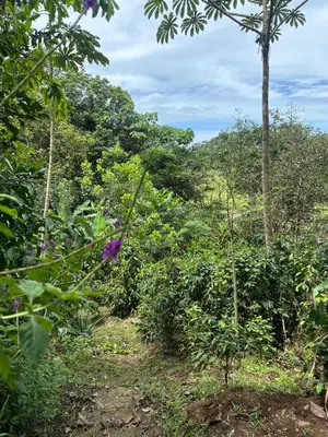 a field of plants with trees in the background at Sloffee house in Guayabal