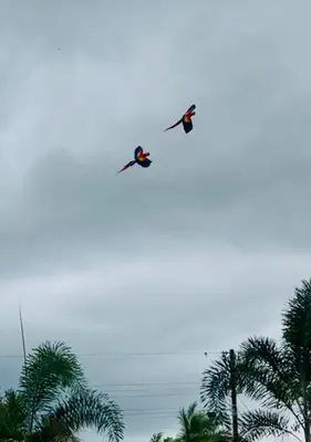 two kites flying in the sky above palm trees at Teyú Green Cottage in Cuatro Esquinas