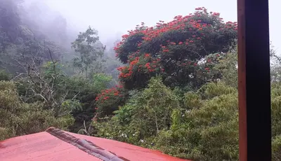 a view of a tree with red flowers from a house at Wild Nest Chirripo in Rivas