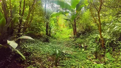 a path in the middle of a lush green forest at Wild Nest Chirripo in Rivas