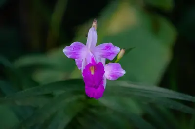 a purple flower sitting on top of a green plant at VIP Villa Vista Hermosa in San Francisco