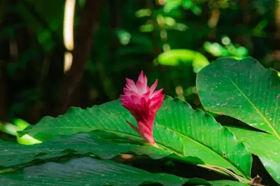 a pink flower on a green leafy plant at VIP Villa Vista Hermosa in San Francisco