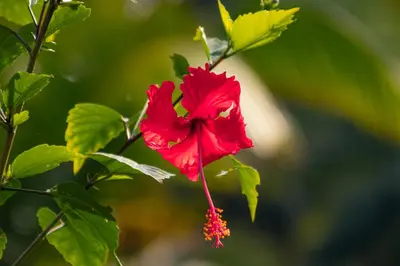 a red flower on a tree with green leaves at VIP Villa Vista Hermosa in San Francisco