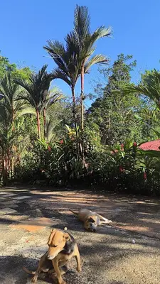 two dogs laying on the ground next to palm trees at Casa veranera in Sarapiquí