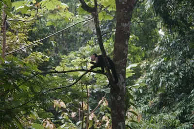 a monkey sitting on a tree branch in a forest at Nature Lovers Quepos in Quepos