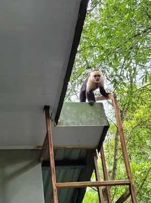 a monkey sitting on top of a building at Nature Lovers Quepos in Quepos