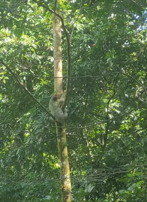 a bird sitting on top of a tree at Nature Lovers Quepos in Quepos