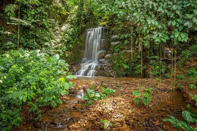 a waterfall in the middle of a forest at Colinas Tinamastes in San Isidro