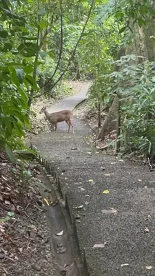 a deer standing on a path in the woods at Yireth Studio in Quepos