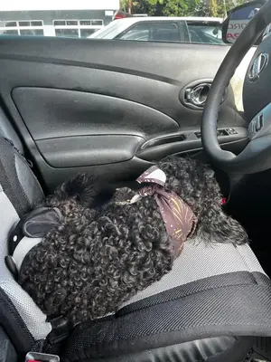 a dog sitting in the back seat of a car at Yireth Studio in Quepos