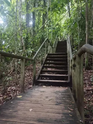 a wooden stairway in the woods with a stair railing at Yireth Studio in Quepos