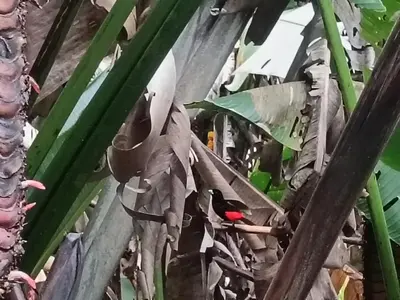 a bird sitting on top of a banana plant at Yireth Studio in Quepos