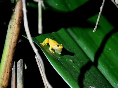 a small yellow frog sitting on a green leaf at Elegant studio in Fortuna
