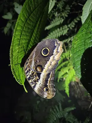 a butterfly is sitting on a green leaf at Elegant studio in Fortuna