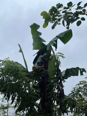 a bird perched on top of a banana tree at Cabaña 3 venado in Venado
