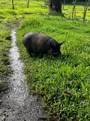 a black pig laying in the grass next to a path at Cabaña 3 venado in Venado