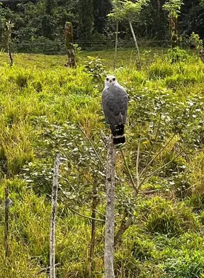 a bird sitting on top of a tree at Cabaña 3 venado in Venado