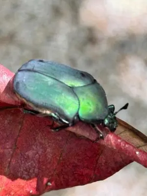 a green beetle sitting on a red leaf at CASA NiCO in Río Sequito