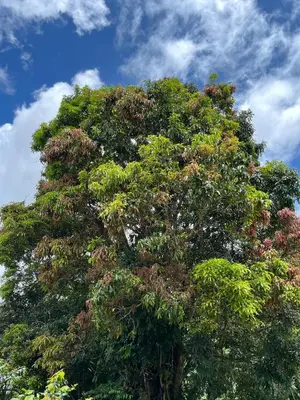 Gallery image of Cabaña el Mango in Rivas