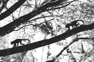 two monkeys are walking on branches of trees at Casa Coastin in Nosara