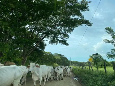 a herd of white cows walking down a dirt road at Hotel Huacas in Huacas