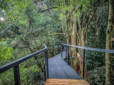 a wooden walkway in a forest with trees at Cloud Forest Lodge in Monteverde Costa Rica