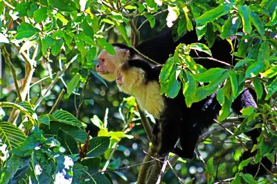 a monkey is sitting in a tree at Cloud Forest Lodge in Monteverde Costa Rica