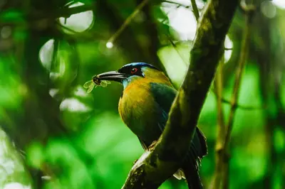 a bird sitting on a tree branch with a insect in its mouth at Cloud Forest Lodge in Monteverde Costa Rica