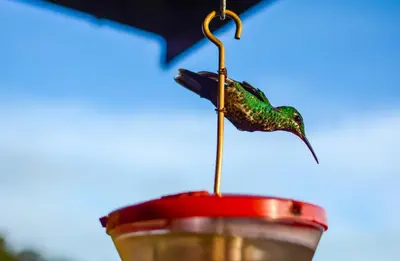 a hummingbird perched on top of a bird feeder at Cloud Forest Lodge in Monteverde Costa Rica