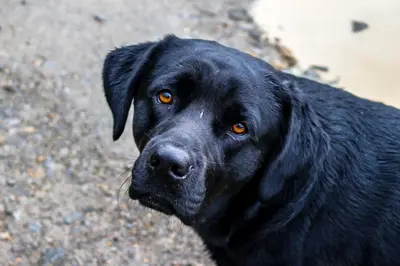 a black dog with orange eyes standing on the ground at Monteverde Villa Lodge in Monteverde Costa Rica