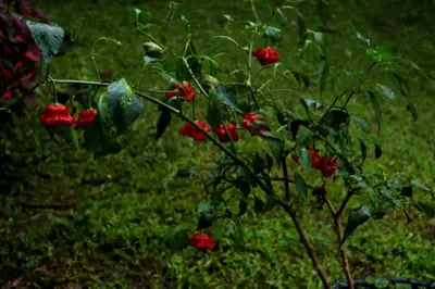 a plant with red flowers in the grass at VA Logde in Monteverde Costa Rica