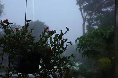 a plant in a pot hanging from a window at VA Logde in Monteverde Costa Rica