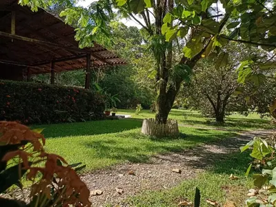 a garden with a tree in the grass at Cabinas MaWa Tropical 5 minutos a playa in Uvita