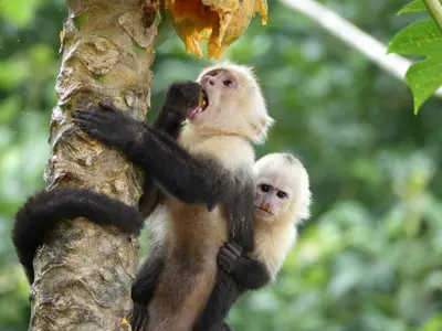 two monkeys are clinging to a tree at Awarded No Footprint House on Matapalo Beach in Savegre