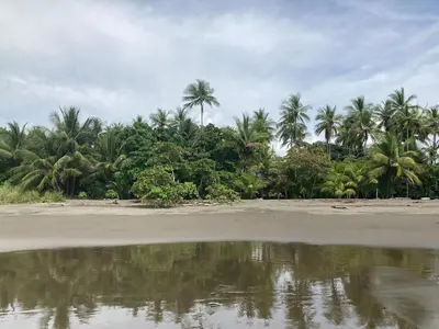 a beach with palm trees and a body of water at Awarded No Footprint House on Matapalo Beach in Savegre