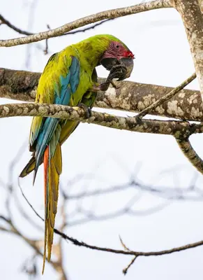 a colorful bird sitting on a tree branch at Coco Cabana in the Jungle in Sarapiquí