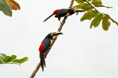 two birds perched on a tree branch at Coco Cabana in the Jungle in Sarapiquí