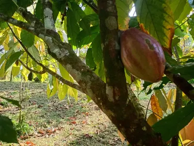 a red apple hanging from a tree branch at su cabaña Río Celeste in Rio Celeste