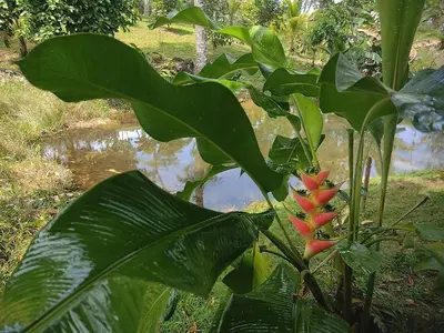 a plant with a red flower next to a body of water at su cabaña Río Celeste in Rio Celeste