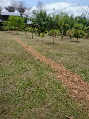 a dirt road in a field with palm trees at su cabaña Río Celeste in Rio Celeste